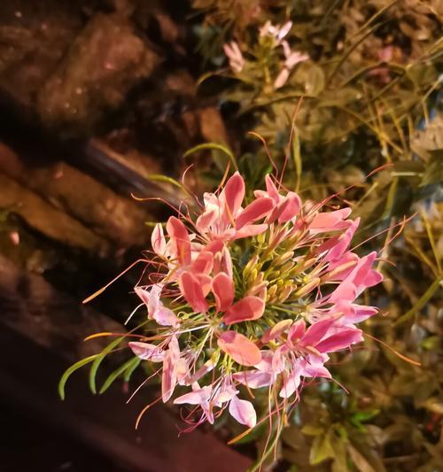 代表美好和向往的花有哪些？它们的花语是什么？