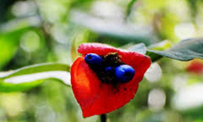 代表魅惑的花是什么？哪种花最妖艳魅惑？