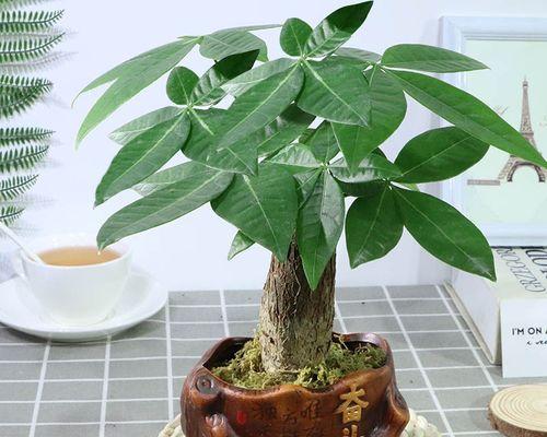 代表努力的植物有哪些？它们各自象征着什么？