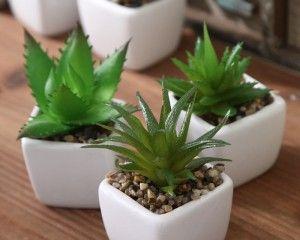 代表女性的植物有哪些？它们各自象征着什么？