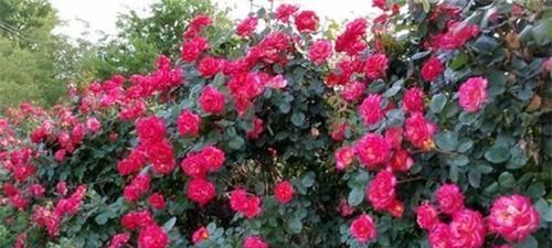 代表怦然心动的花是什么？如何挑选和养护？