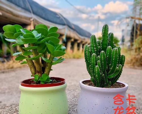 发财树多肉养殖方法是什么？养殖过程中应注意哪些问题？