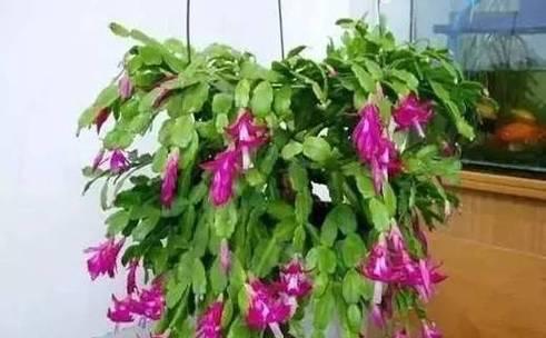代表七宗罪的花是什么？每种花代表的罪恶有哪些？