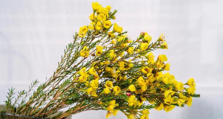 代表清高孤傲的花是什么？如何养护这类花卉？