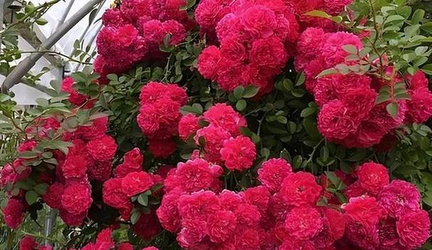 代表清高孤傲的花是什么？如何养护这类花卉？