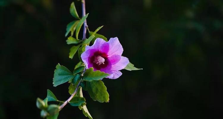 代表清高孤傲的花是什么？如何养护这类花卉？
