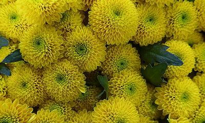 秋天有哪些代表性的植物花卉？它们各自有什么特点？