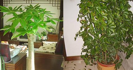 发财树应该放在哪里？家居风水与光照的最佳位置是什么？
