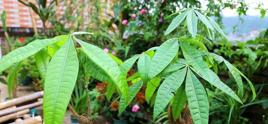 发财树刚刚种植后需要立即浇水吗？多久浇一次合适？