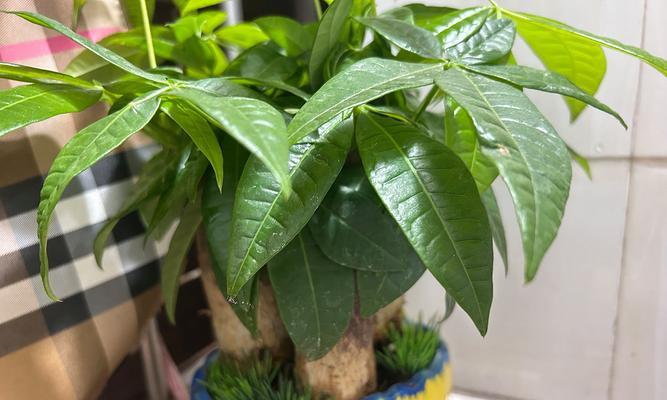 发财树刚刚种植后需要立即浇水吗？多久浇一次合适？