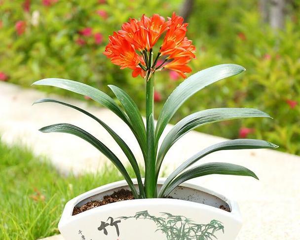 哪些花象征身体健康？如何通过花卉改善健康状况？