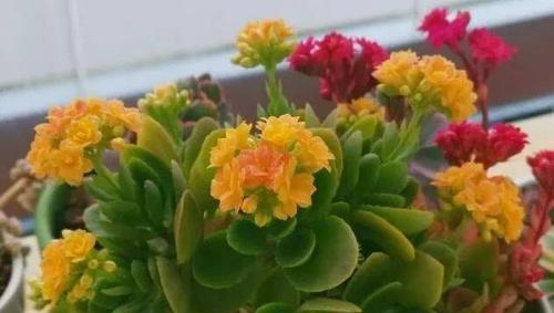 哪些花象征身体健康？如何通过花卉改善健康状况？