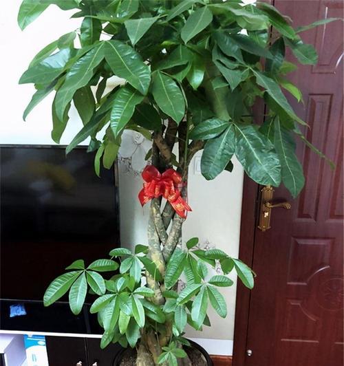 发财树和七叶莲是同一种植物吗？常见误区有哪些？