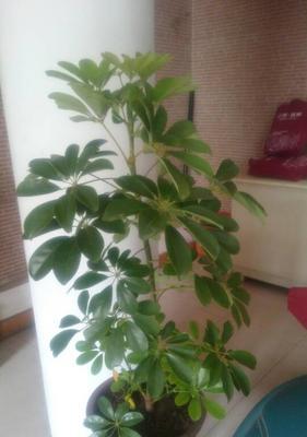 发财树和七叶莲是同一种植物吗？常见误区有哪些？