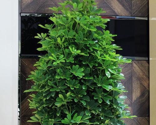 发财树和七叶莲是同一种植物吗？常见误区有哪些？
