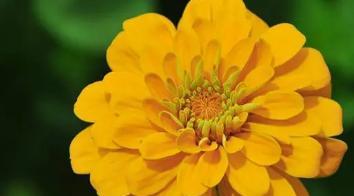 代表狮子座的花是什么？狮子座的花卉象征有哪些？