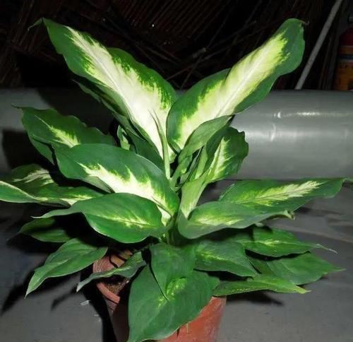 代表顺利的植物有哪些？它们各自有什么寓意？