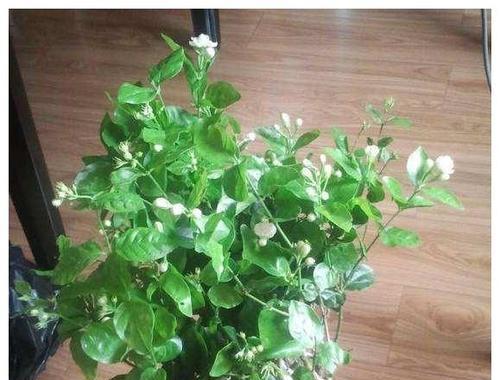 代表顺利的植物有哪些？它们各自有什么寓意？