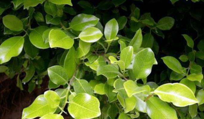 代表四季的植物有哪些？它们各自的特点是什么？