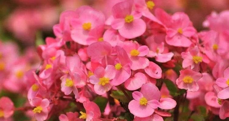 四季花卉有哪些？如何根据季节选择合适的花卉？