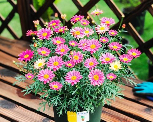 四季花卉有哪些？如何根据季节选择合适的花卉？