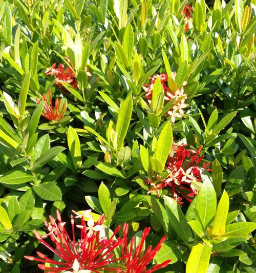 四季花卉有哪些？如何根据季节选择合适的花卉？