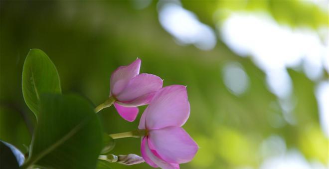 代表温暖善良的花有哪些？这些花的含义是什么？