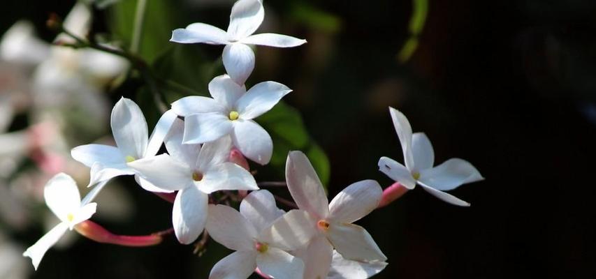 代表温暖善良的花有哪些？这些花的含义是什么？