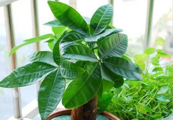 发财树浇水频率如何根据季节调整？