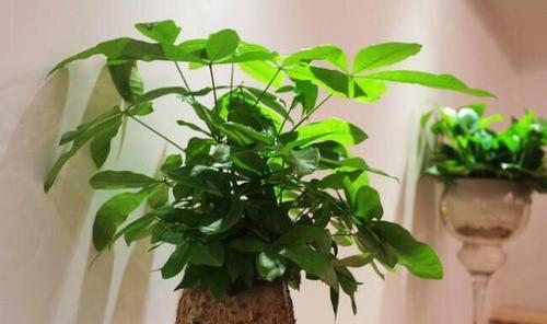 发财树浇水频率如何根据季节调整？