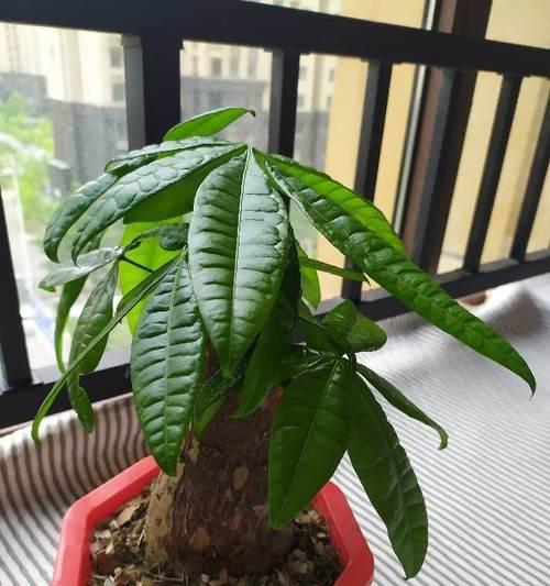 发财树需要什么肥料？如何正确施肥促进生长？