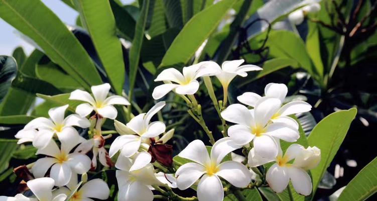 代表希望和曙光的花是什么？如何在家中种植和养护？