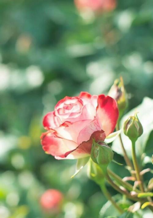 代表希望和未来的花是什么？如何用它来表达未来的希望？