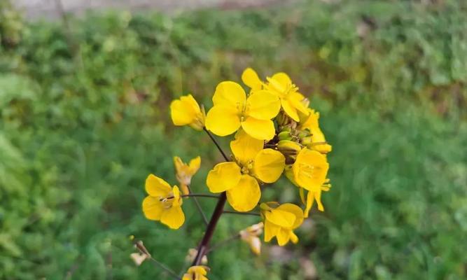 代表向死而生的花是什么意思？如何正确理解其含义？