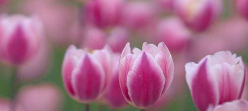 代表心灰意冷的花是什么？如何表达失落的情感？