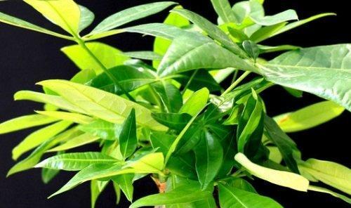 发财树开花预兆着什么？常见问题解答