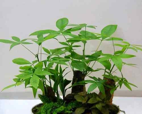 发财树开花预兆着什么？常见问题解答