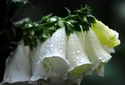 哪种花的花语代表虚伪？象征虚伪的花有哪些？