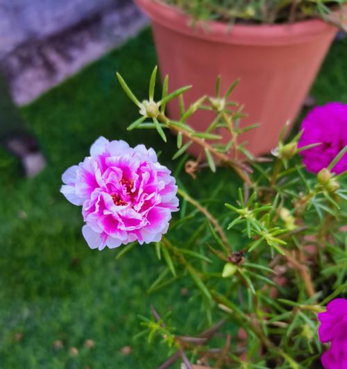 代表阳光积极坚强的花有哪些？如何养护这些花朵？