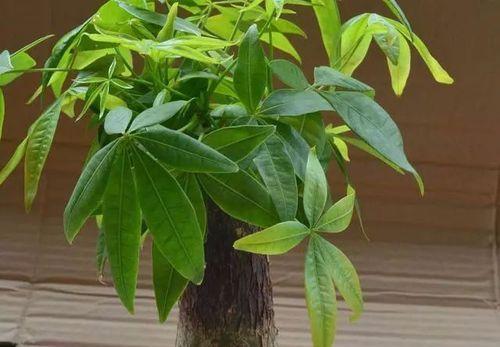 发财树可以浇白糖水吗？这样做对植物有什么影响？