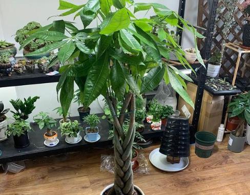 发财树可以浇白糖水吗？这样做对植物有什么影响？
