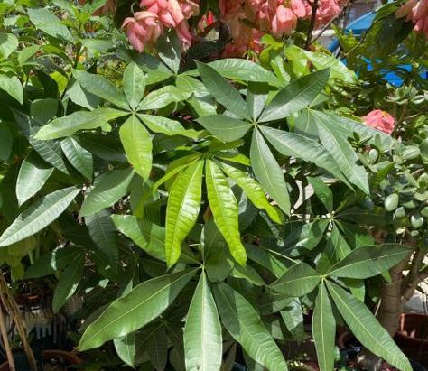 发财树可以浇白糖水吗？这样做对植物有什么影响？