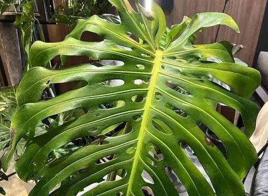 代表友情的植物有哪些？它们各自有何寓意？