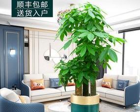 发财树能种在院子里吗？院子里种植发财树的注意事项是什么？