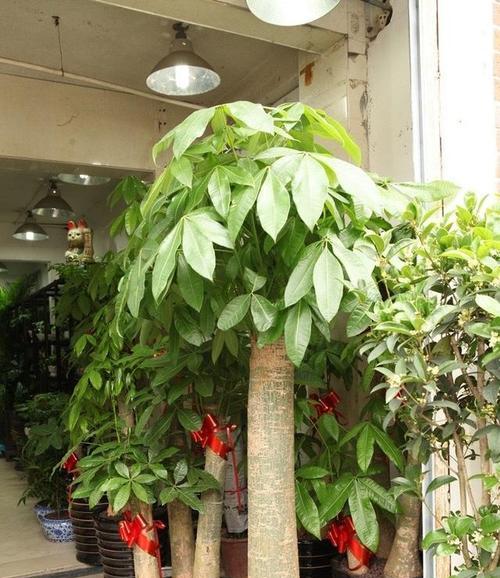 发财树能种在院子里吗？院子里种植发财树的注意事项是什么？