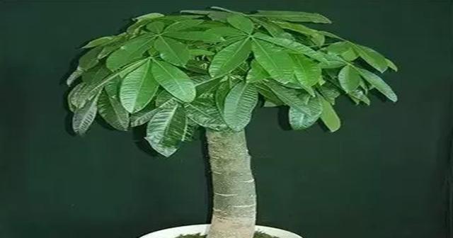 发财树能种在院子里吗？院子里种植发财树的注意事项是什么？