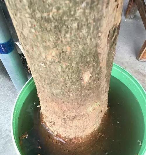 发财树烂根了怎么办？如何补救并促进重新生根？