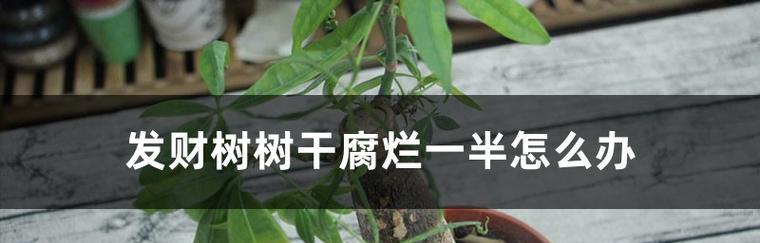 发财树烂根了怎么办？如何补救并促进重新生根？