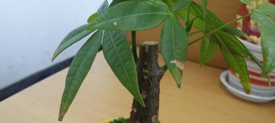 发财树买来刚种需要浇水吗？多久浇一次效果最佳？