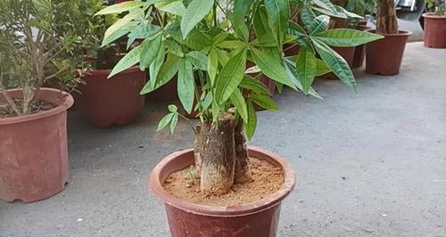 发财树买来刚种需要浇水吗？多久浇一次效果最佳？
